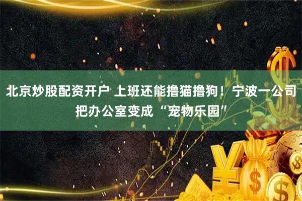 北京炒股配资开户 上班还能撸猫撸狗！宁波一公司把办公室变成 “宠物乐园”